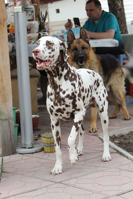 Далматин ищет невесту.