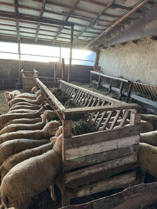 Vand miei /berbecuti