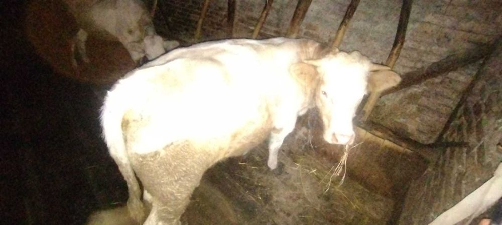 Junincă  si tăuraș