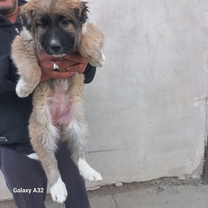 Кавказский щенок сотилади