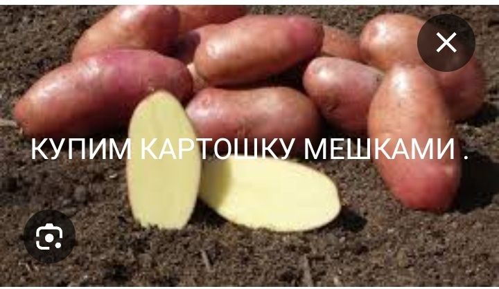 Картофель МЕШКАМИ.