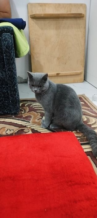 Вязка скоттиш страйд британский 2год