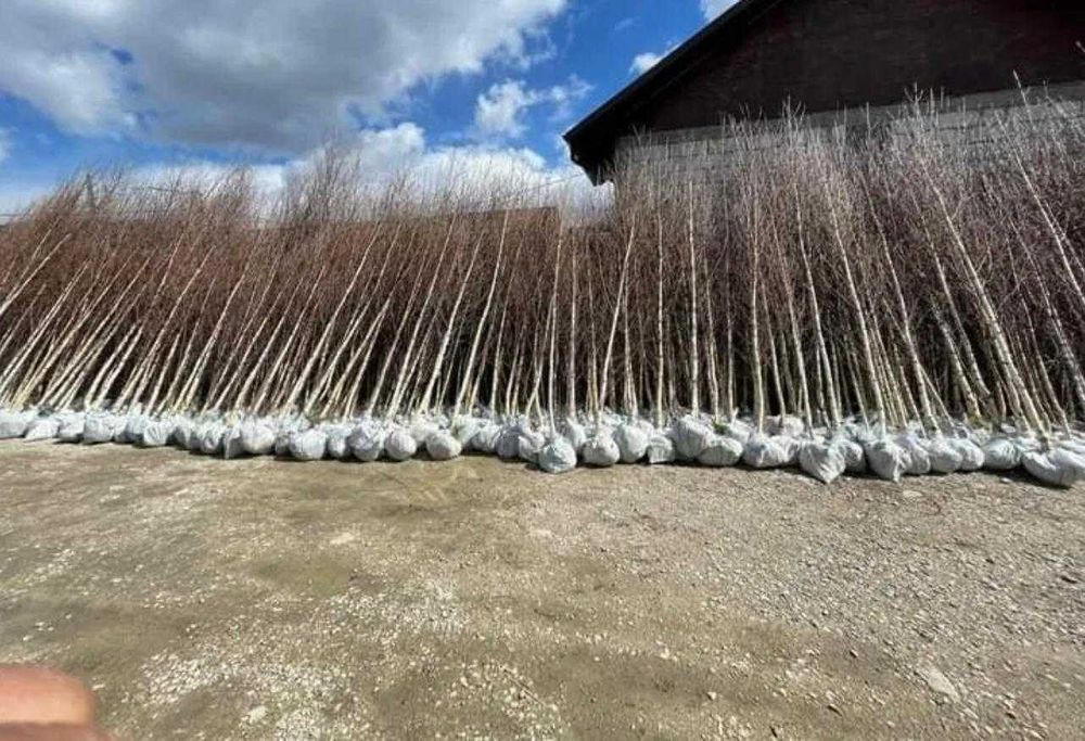 Plante ornamentale impresionante pentru colțuri speciale