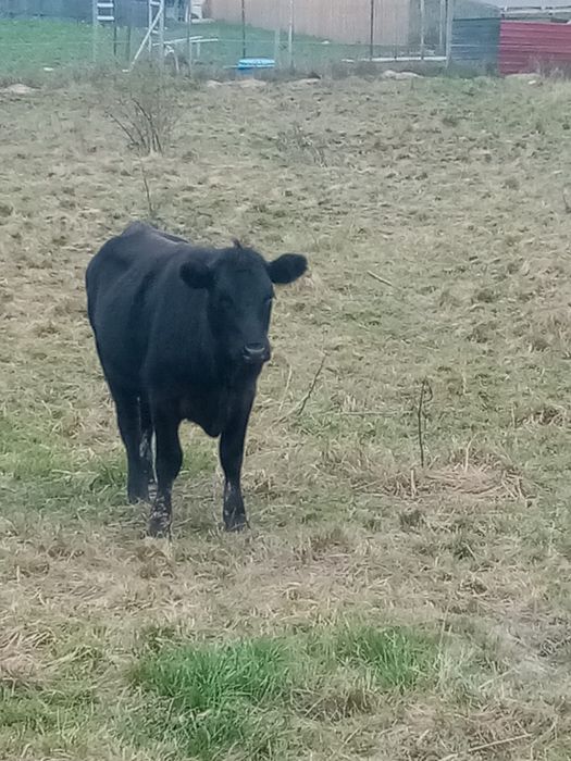 Vand vitea angus 1 an