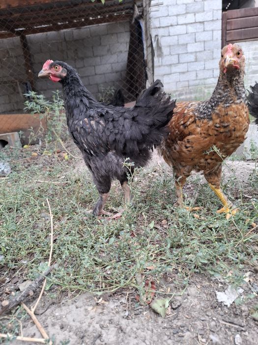 Продам домашных курей