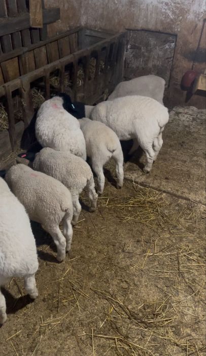 Vand berbecuti Dorper la alegere