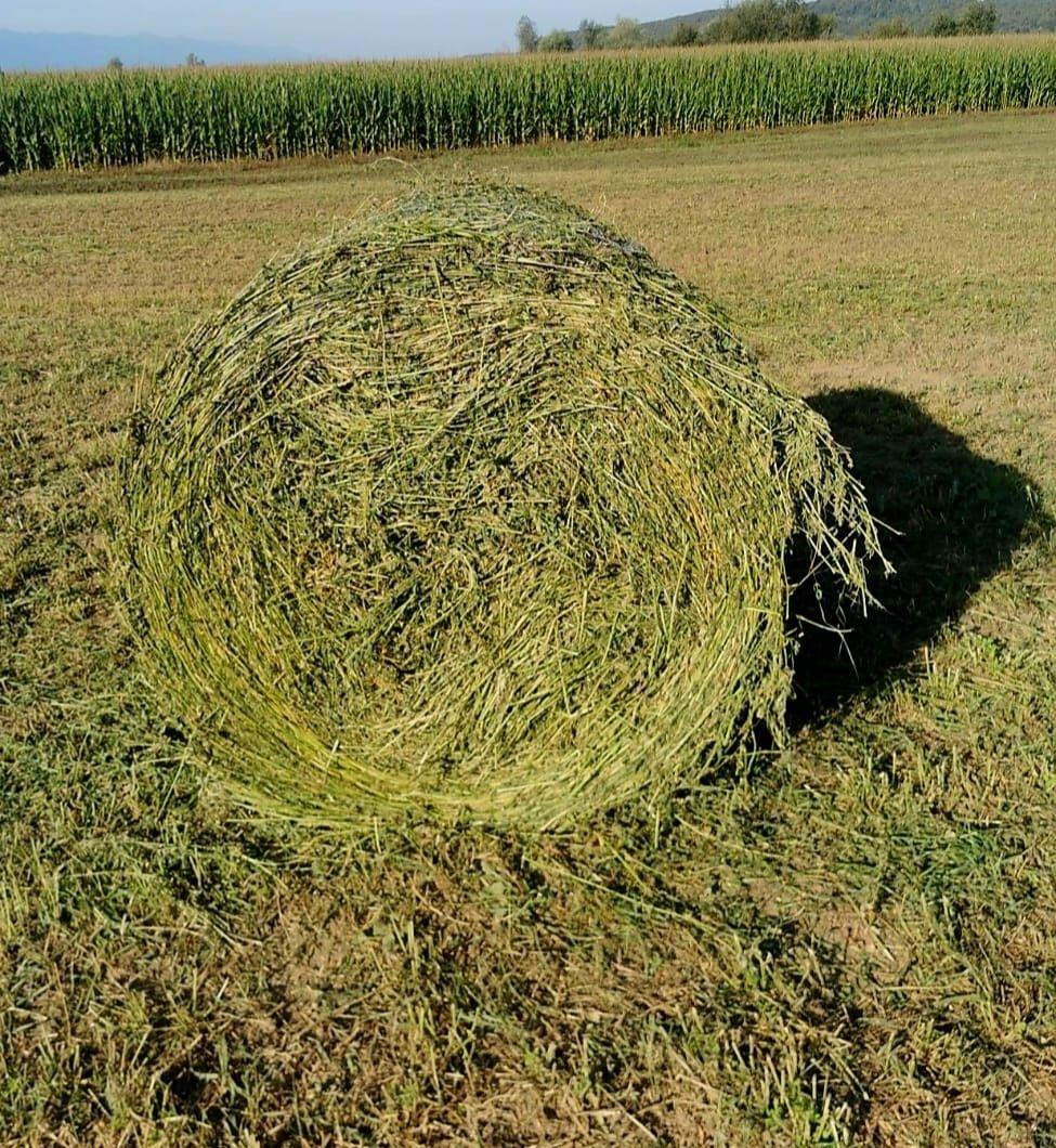 Vând Baloți lucernă
