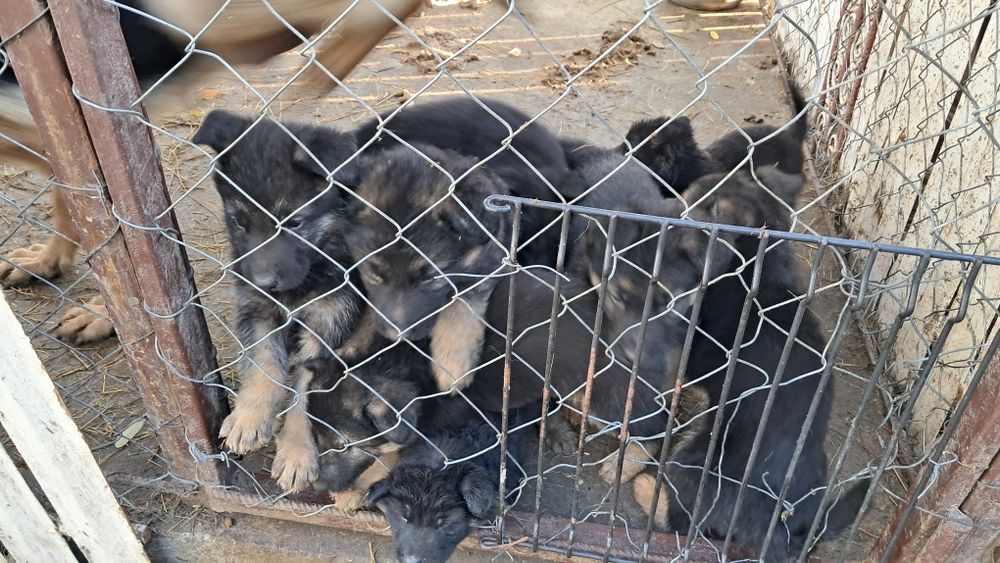 Pui Ciobanesc german