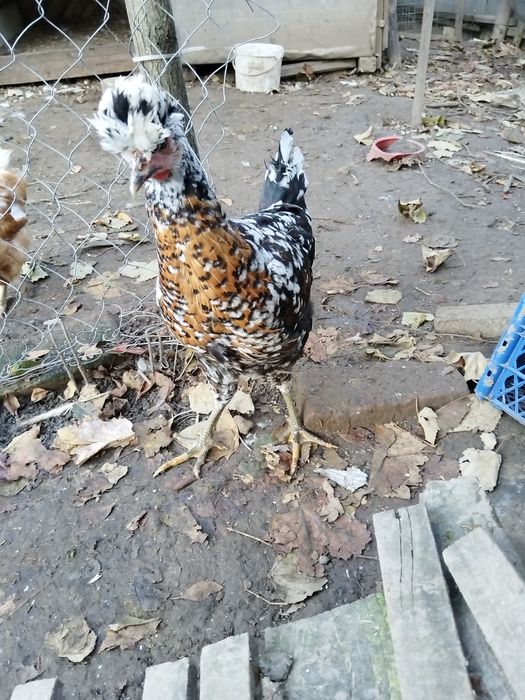 Sandjak 2 găini și 2 cocosi