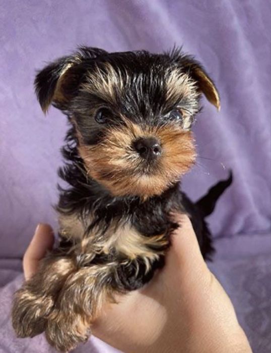 Yorkshire terrier 1300 lei
