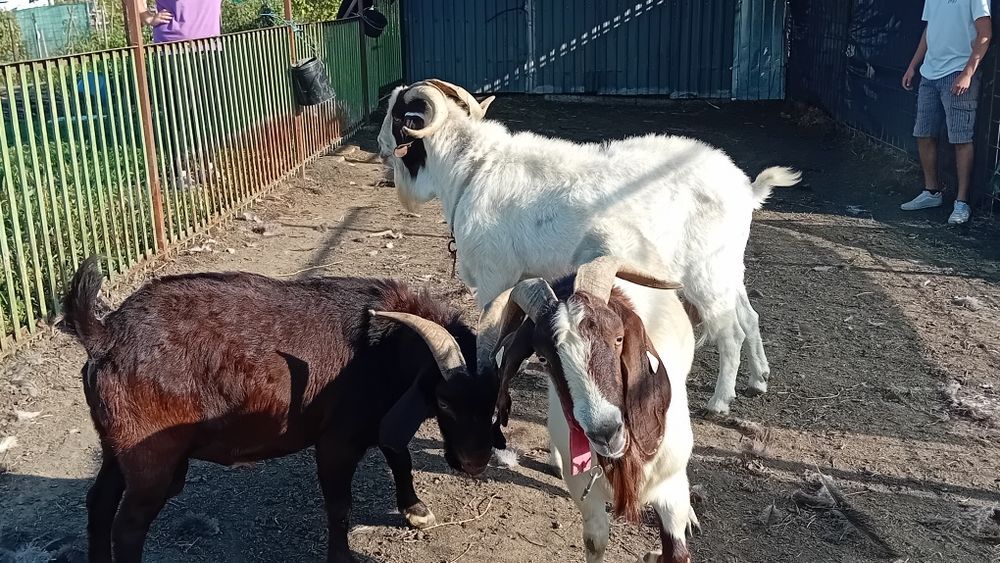 Tapi capre Iezi și iedute din rasa Boer Boier