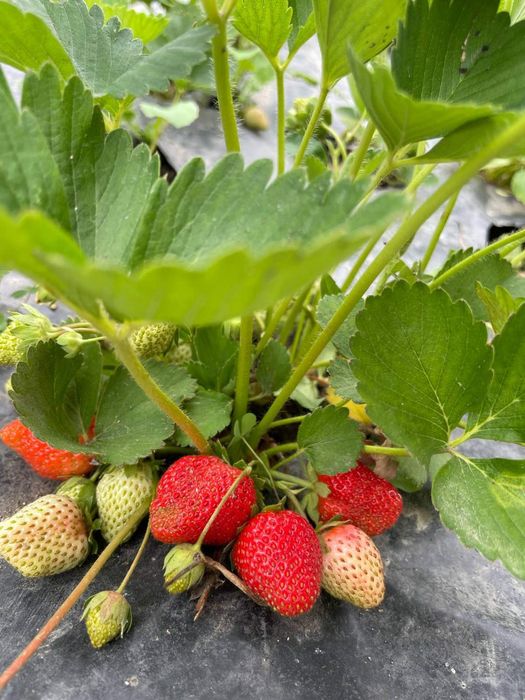 Разсад ягоди - каскадни и целогодишни