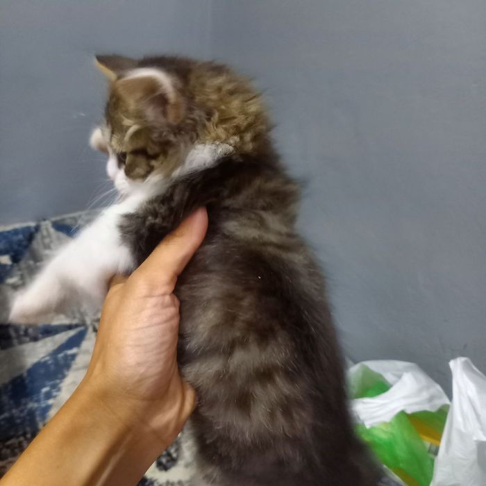 Продаётся котёнок мальчик