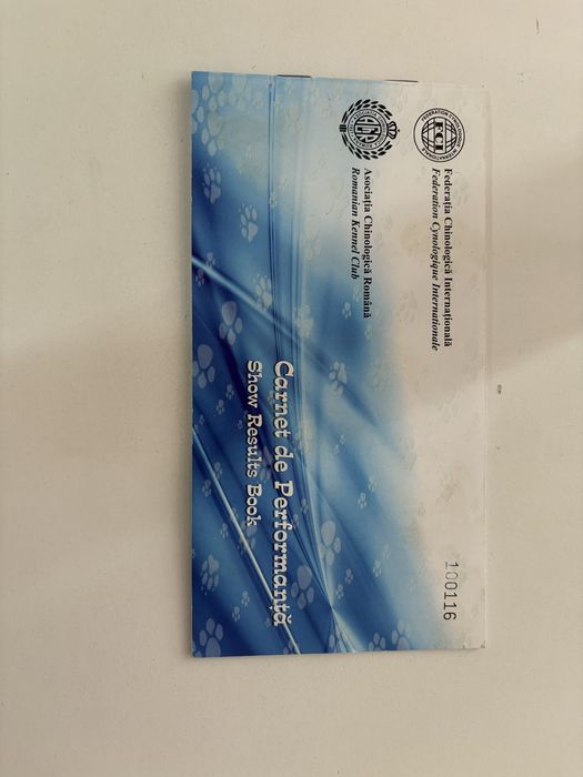 femelă Mastiff Tibetan – 11 luni