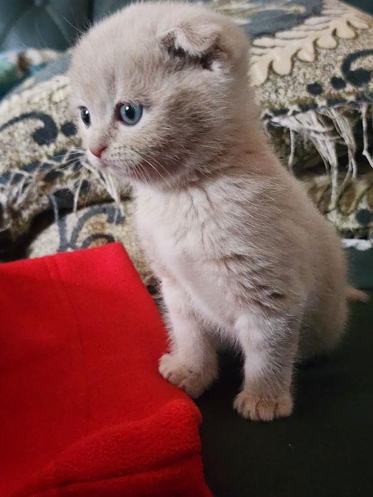 Продаёться котёнок