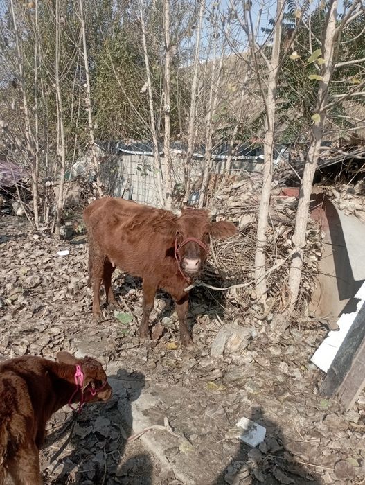 Ona bola sigir sotiladi