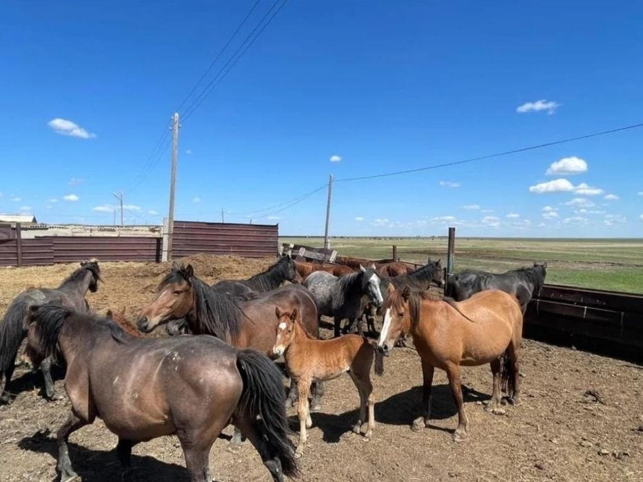 Үйір жылқы сатылады Готовый кояк Актобе обл Мұғалжар ауданы