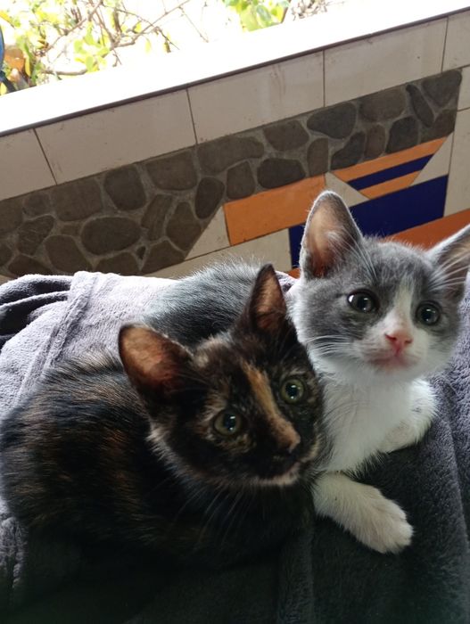 Pt adopție,2 pisicuțe și un motanel
