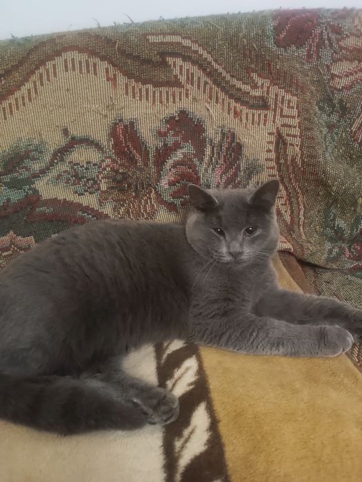 Отдам котёнка. Вам необходим этот красавец .