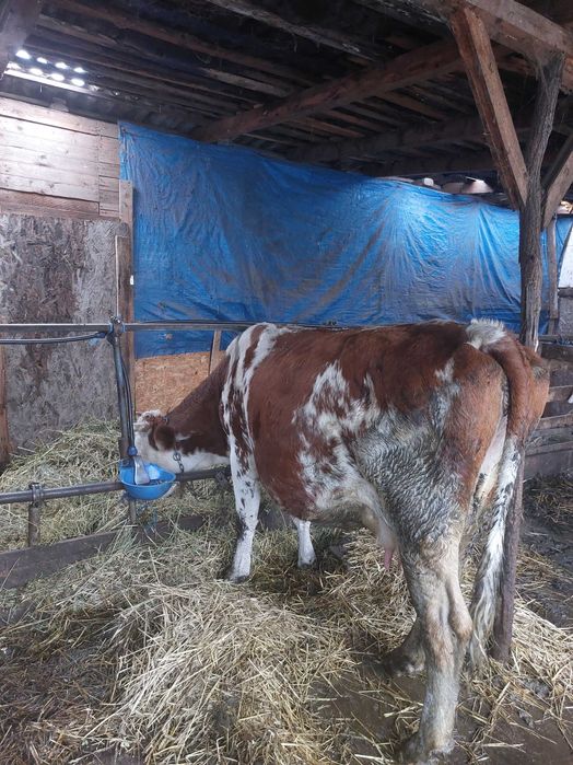 Vaca de vanzare!