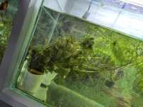 Guppy pesti acvariu