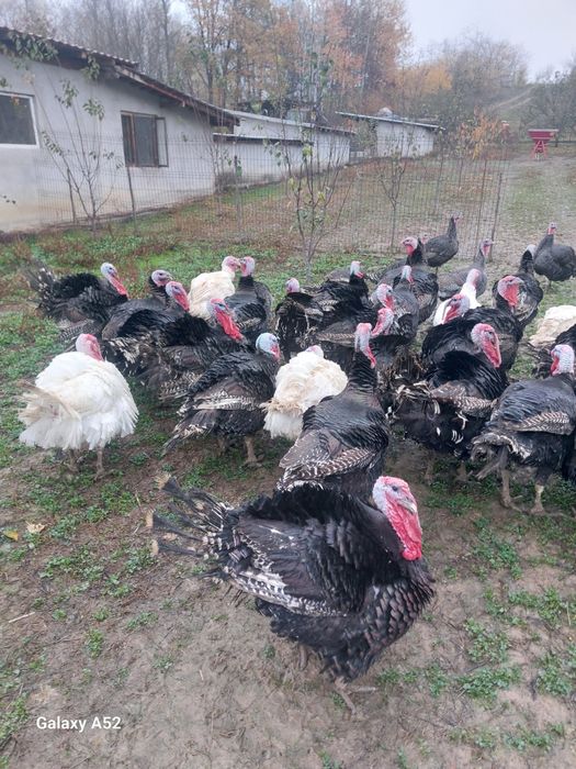 Vând curcani și curci