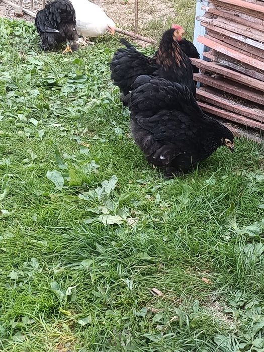 Vând pui cochinchina pituc și altele