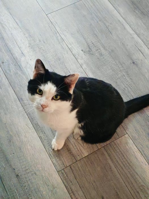 Dau spre adoptie pisic