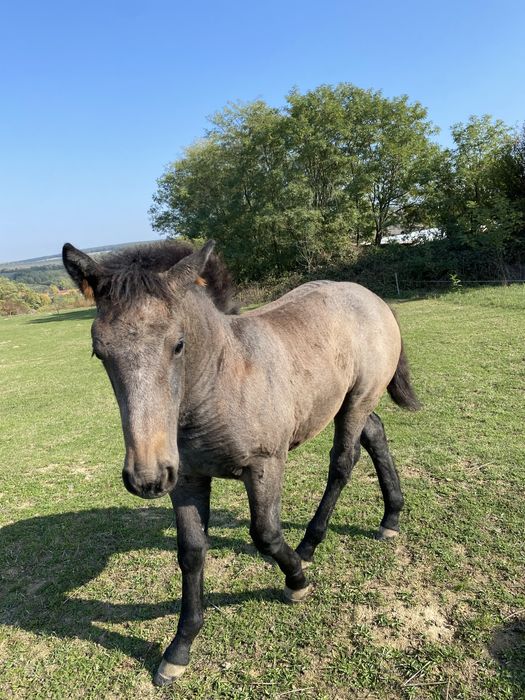 Vând mânză de 4 luni