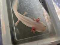 Axolotl leucistic
