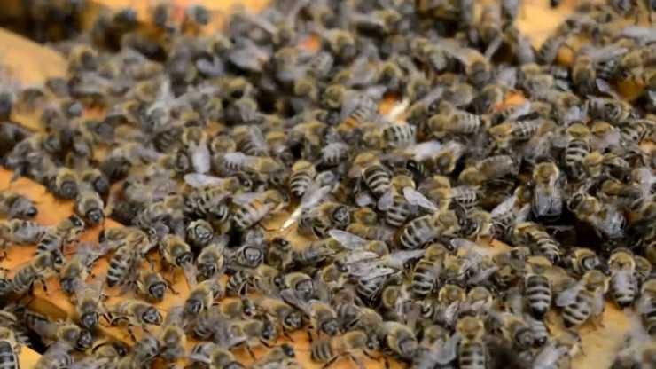 Силни пчелни семейства