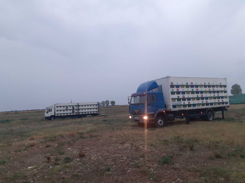 Vând miere de albine din zonă de munte