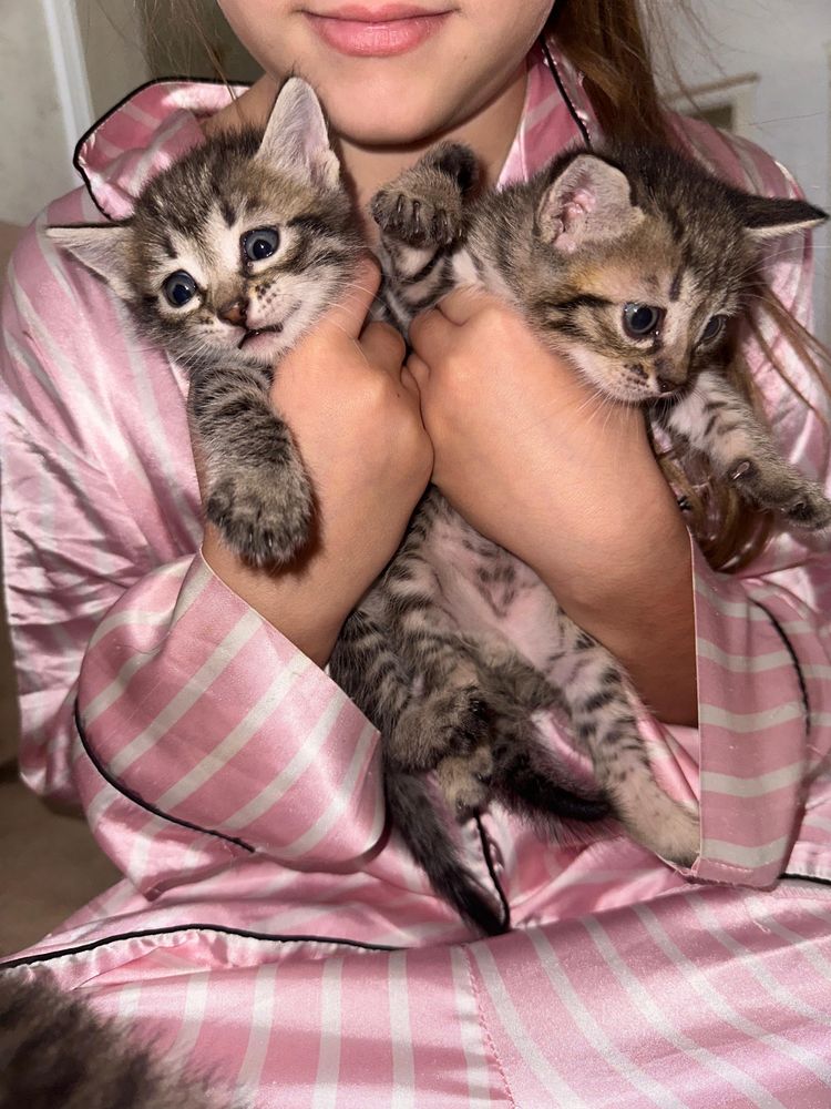 Отдам котят в добрые руки !