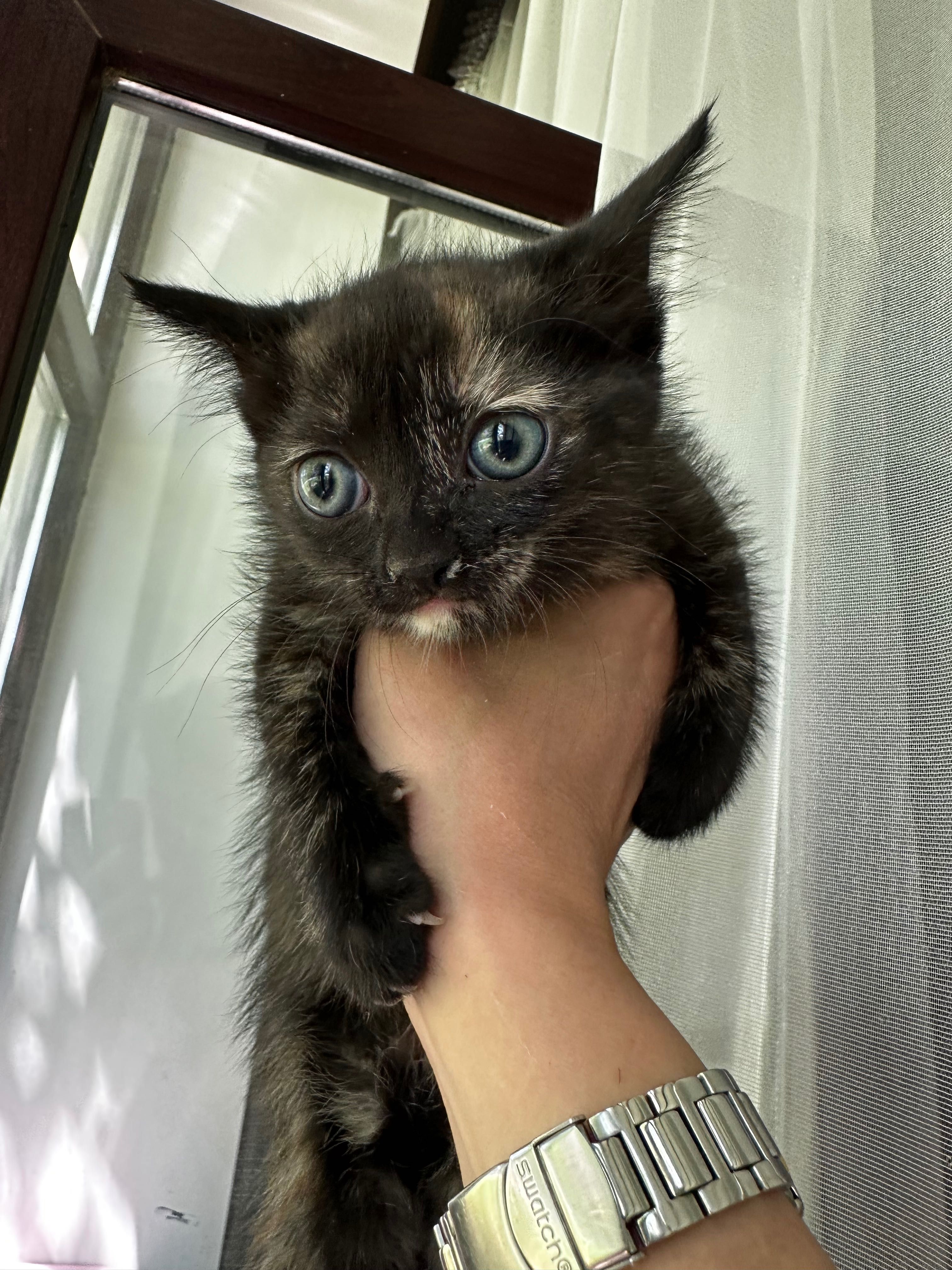 Отдам в добрые руки котенка