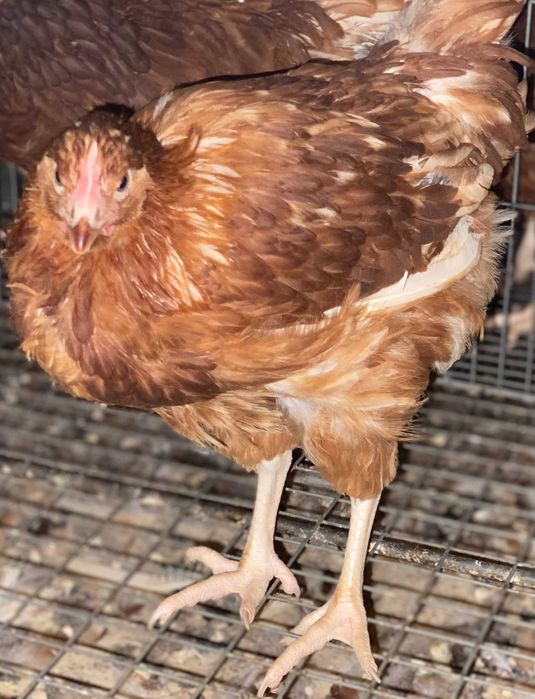 Vaccinarea – diferența dintre o puicuță sănătoasă și o pierdere sigură