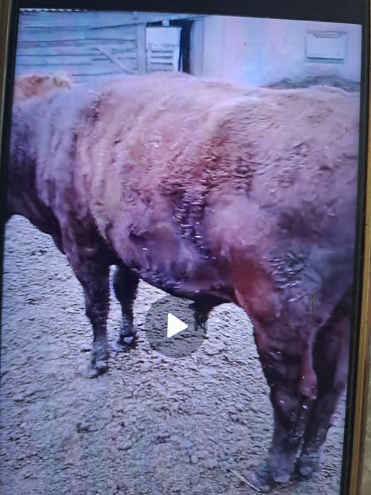 Продаётся 2 бычки