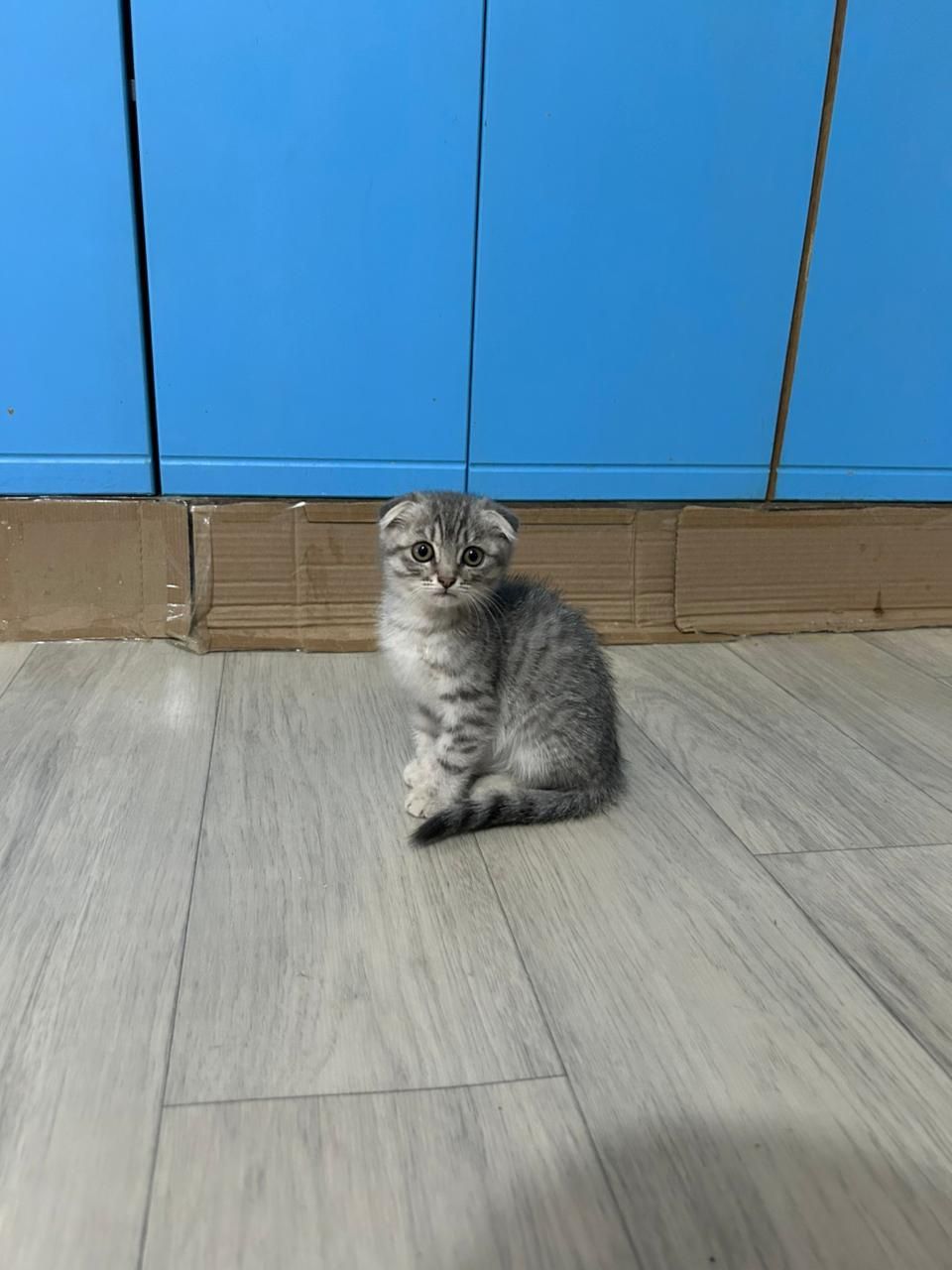 Мальчик вислоухий
