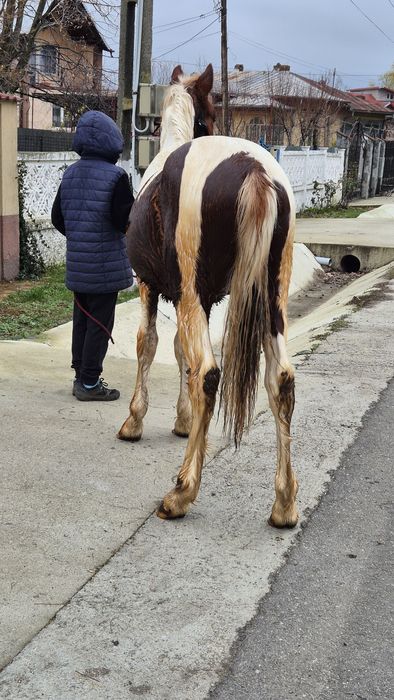 Manz pinto vand/ schimb