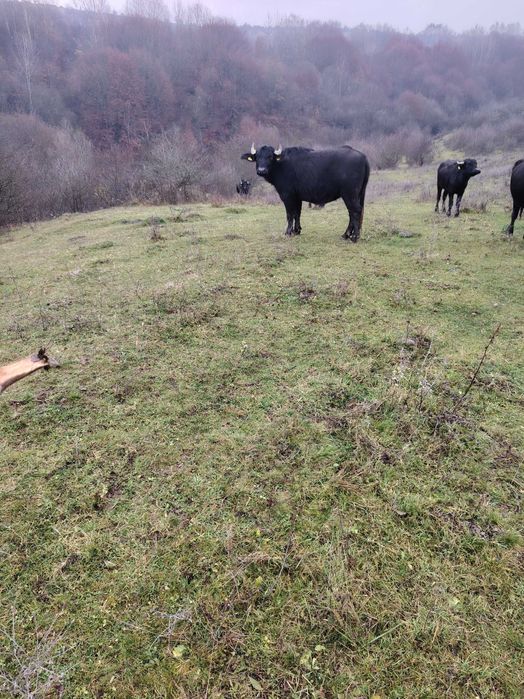 Vind junincă de bivol