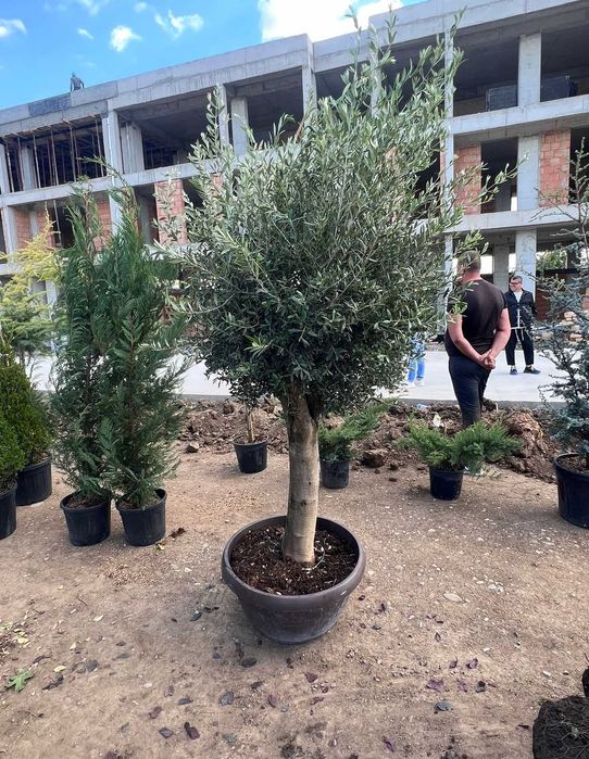 Plante decorative pentru grădini, curți și spații publice