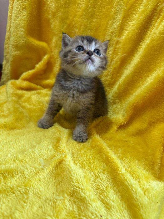 котята недорого золотые шиншиллы