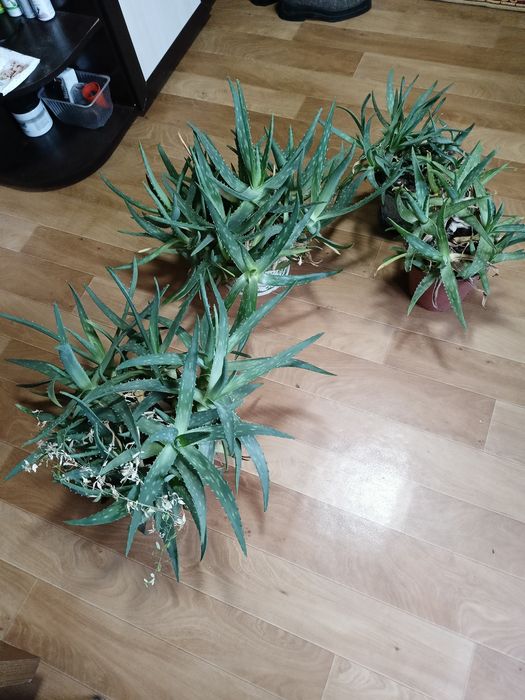 Алоэ, 4 лет, дает отростки, в горшоске много ростков , район радиозаво