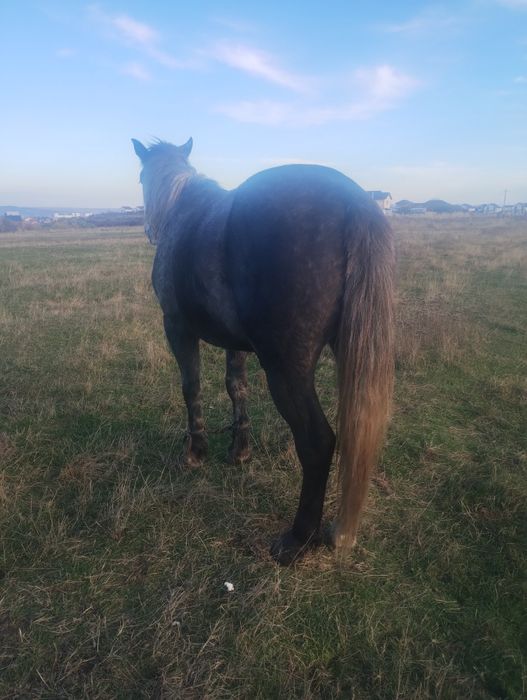 Vând cârlan de 3 ani