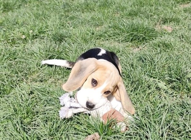 Pui beagle cu pedigree