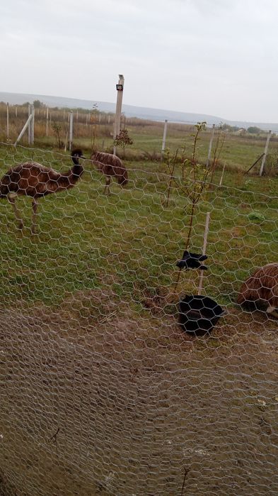 Vand 3 Struti Emu de 8 luni!