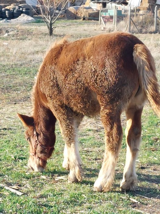 Vand manza de 5 luni.