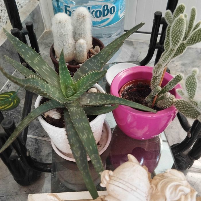 Декоративни кактуси