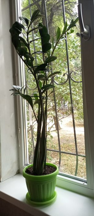 Продам замиокулькас
