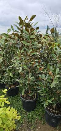 Magnolia grandiflora- photinia red robin- leylandi