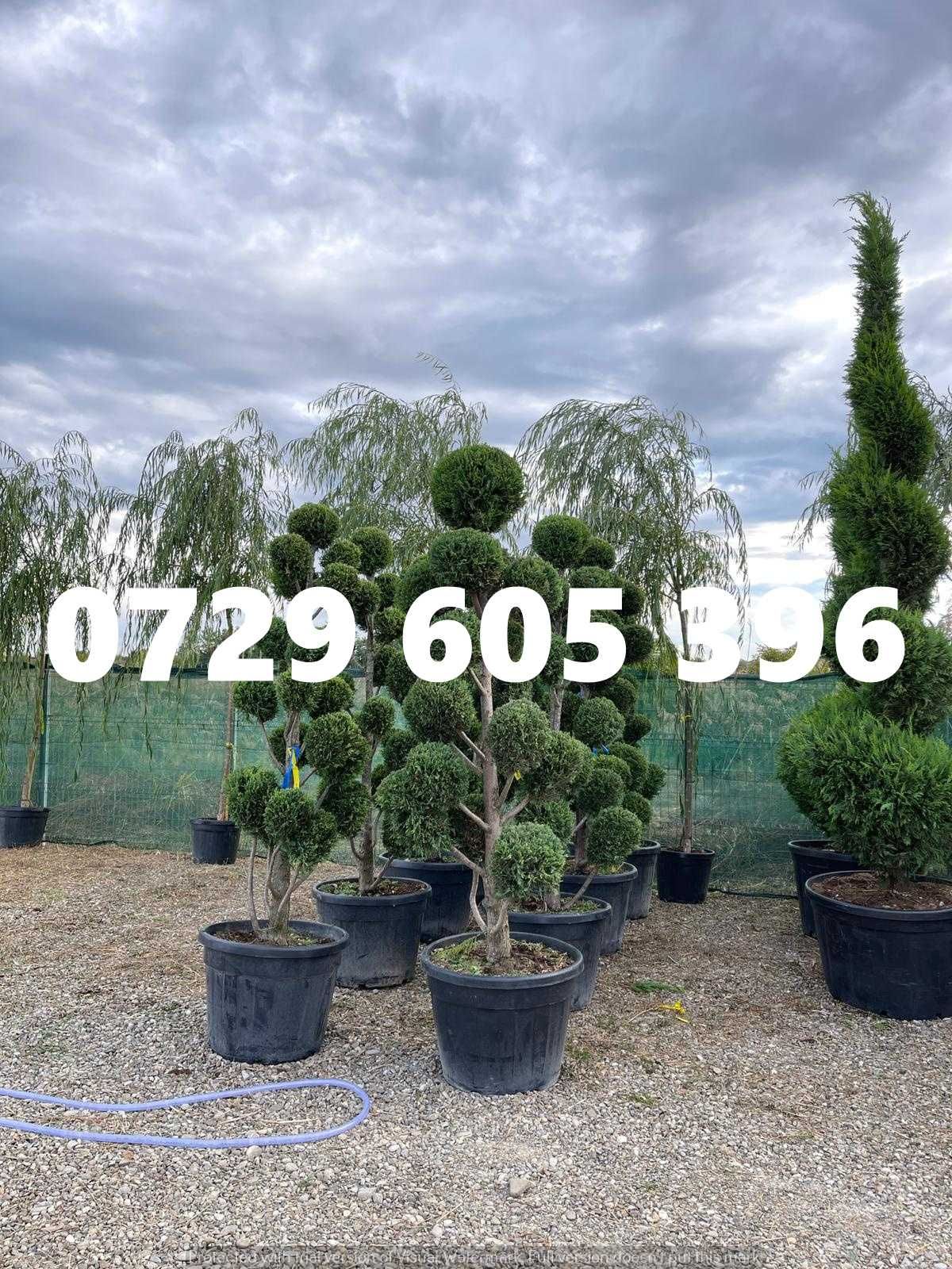 Grădina perfectă începe cu plantele potrivite
